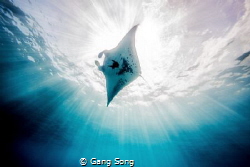 A Manta Ray enjoyed her sunbathing. by Gang Song 